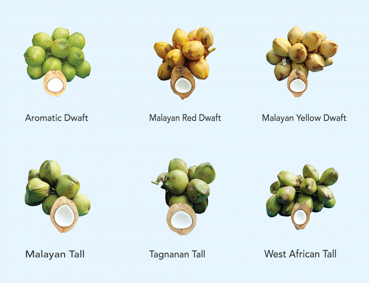 chemical-composition-of-coconut