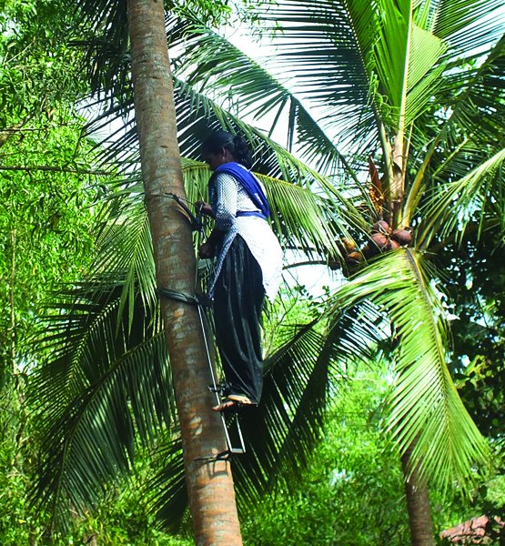 Harvesting And Post-harvest Management | Coconut Handbook