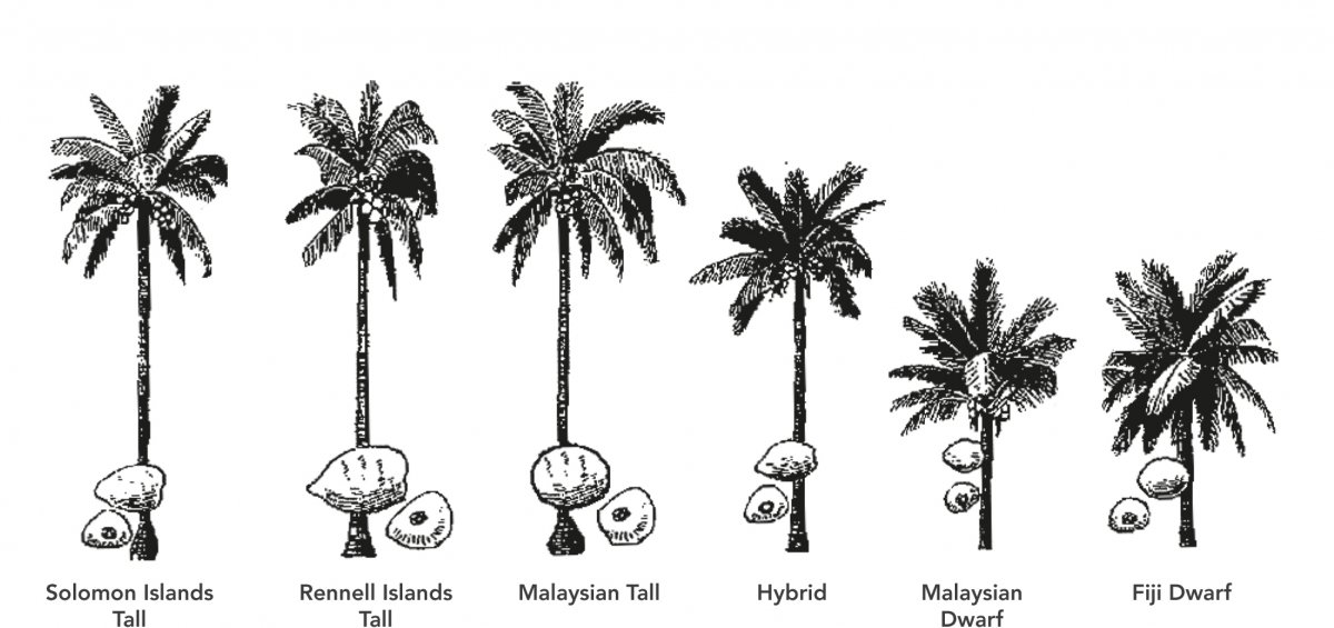 Palm Tree Species Chart