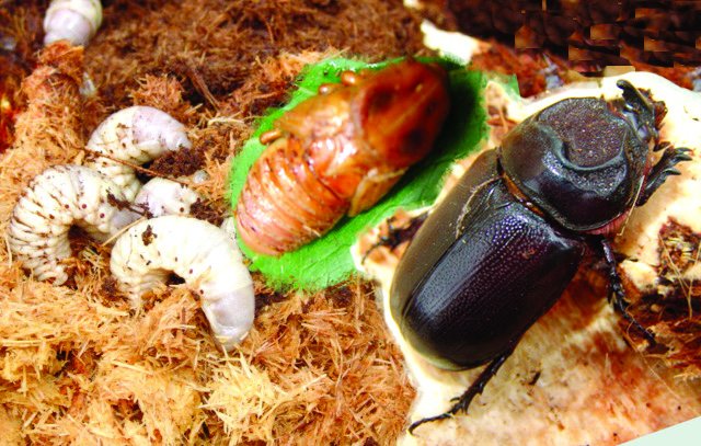 coconut rhinoceros beetle lifecyele